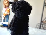 Siyah Inci Orjinal Toy Poodle Yavrumuz Teslime Hazır