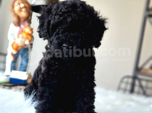 Siyah Inci Orjinal Toy Poodle Yavrumuz Teslime Hazır görsel