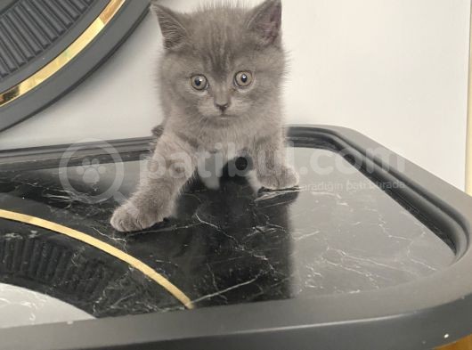 Çok Hareketli Oyuncu Sağlık Bir Yavru görsel