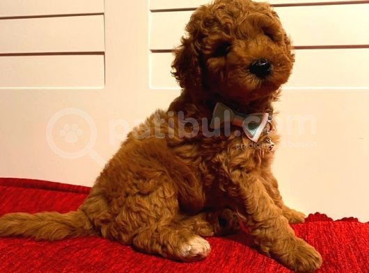 Toy Poodle Red 50 Günlük Dişi Ve Erkek Yavrularımız görsel