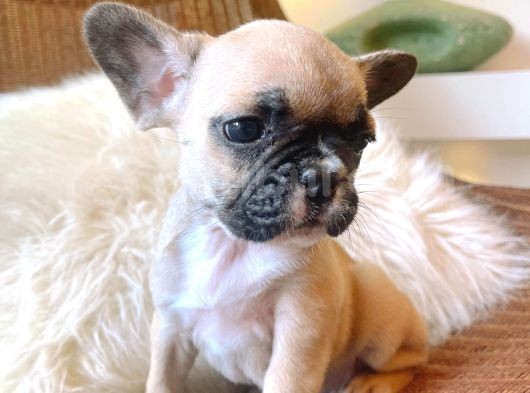 French Bulldog 3 Disi 2 Erkek görsel