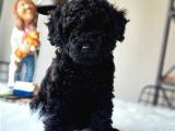 Siyah Inci Orjinal Toy Poodle Yavrumuz Teslime Hazır
