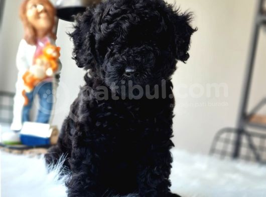 Siyah Inci Orjinal Toy Poodle Yavrumuz Teslime Hazır görsel