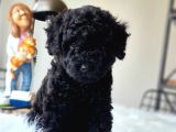 Siyah Inci Orjinal Toy Poodle Yavrumuz Teslime Hazır