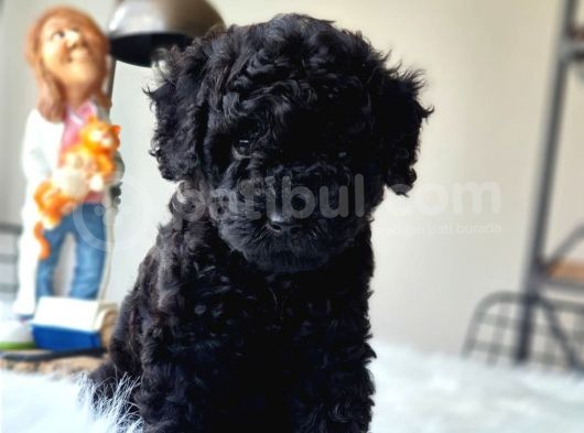 Siyah Inci Orjinal Toy Poodle Yavrumuz Teslime Hazır