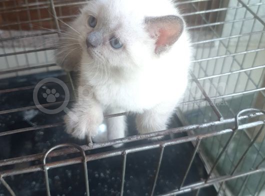 Blue Point Erkek Iletişime Gecin görsel