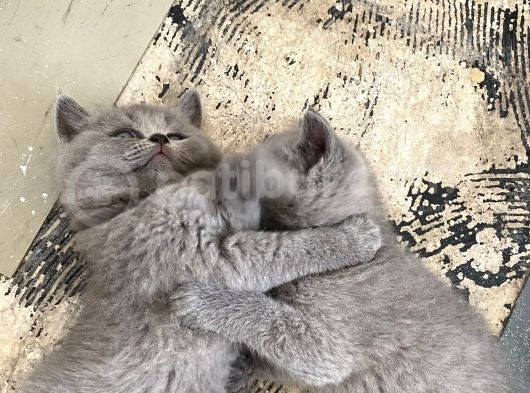 Britsh Shorthair Ayı Surat Orjinal görsel