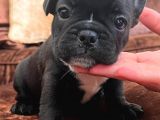 Blue Gen Taşiyici French Bulldog Yavrular