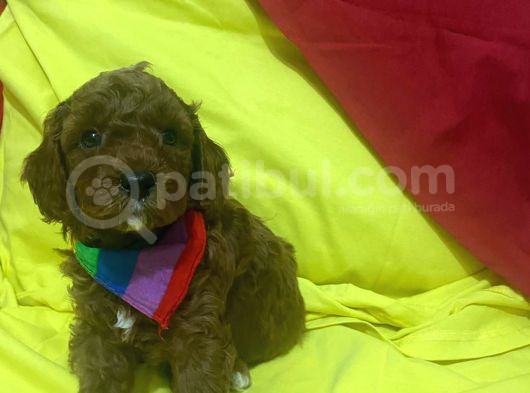 Poodle Yavrularımız