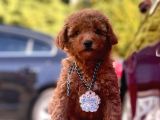 Red Toy Poodle