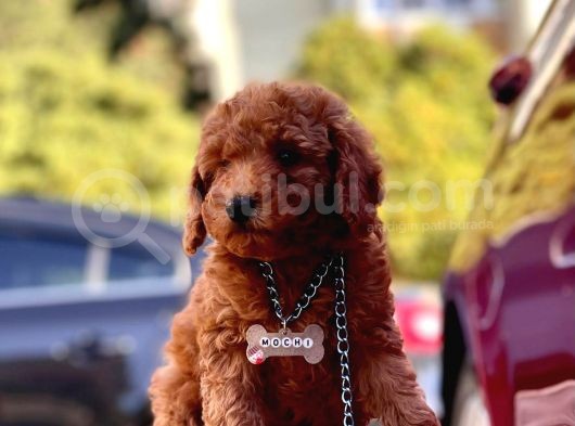 Red Toy Poodle görsel