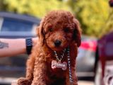 Red Toy Poodle