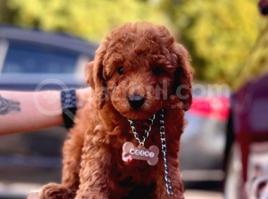 Red Toy Poodle görsel