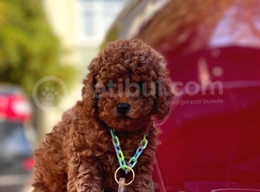 Red Toy Poodle görsel