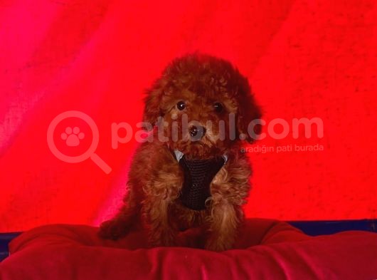 Red Medium Poodle