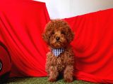 Red Medium Poodle