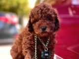 Toy Poodle