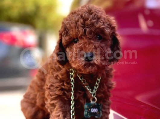 Toy Poodle
