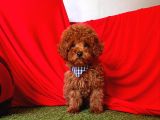 Red Medium Poodle