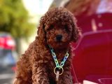 Toy Poodle