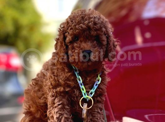 Toy Poodle görsel