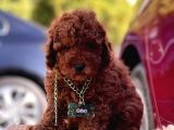 Toy Poodle