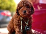 Toy Poodle