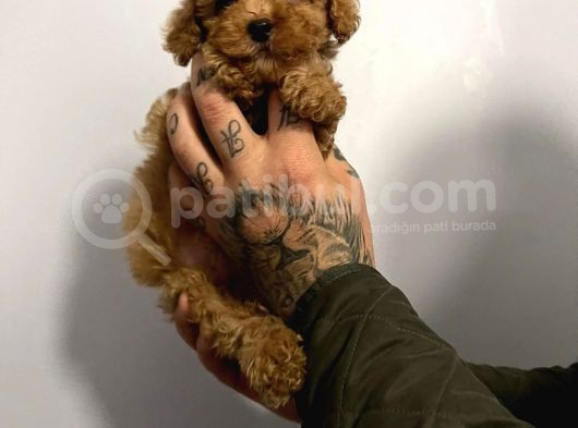 Red Poodle görsel