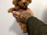 Red Poodle