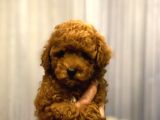 Poodle