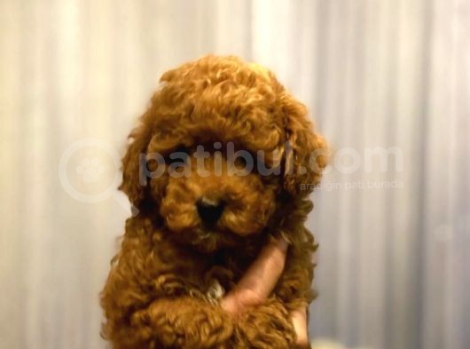 Poodle görsel