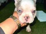 French Bulldog Merle Pied