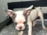 French Bulldog Merle Pied