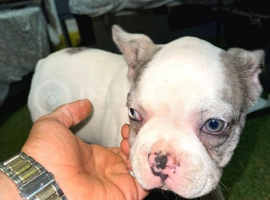 French Bulldog Merle Pied görsel