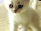 Scotti̇sh Blue Poi̇nt 1 Aylik