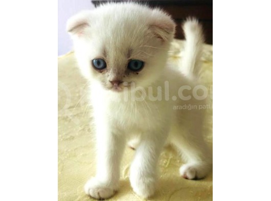 Scotti̇sh Blue Poi̇nt 1 Aylik görsel
