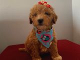 Maltipoo 55 Günlük Dişi Yavrumuz
