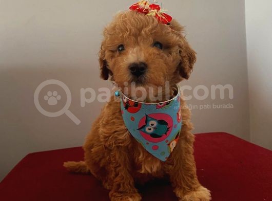 Maltipoo 55 Günlük Dişi Yavrumuz görsel