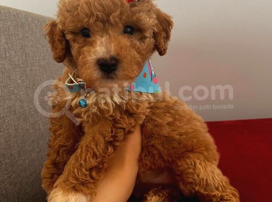Maltipoo 55 Günlük Dişi Yavrumuz