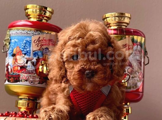 Sarkan Toy Poodle Yavrularımız görsel