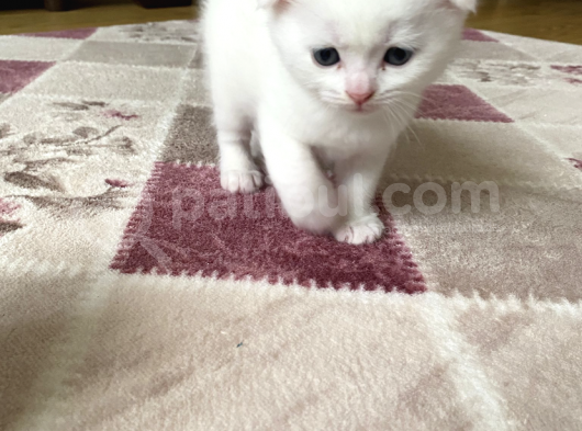 Scottish Fold görsel