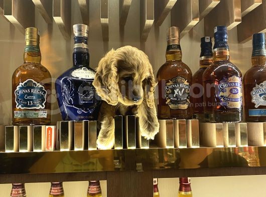 İngiliz Cocker 3,5 Ayık
