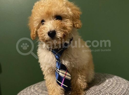 Toy Poodle 2,5 Aylık Dişi Ve Erkek Yavrularımız görsel
