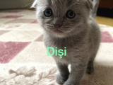 Scottish Fold
