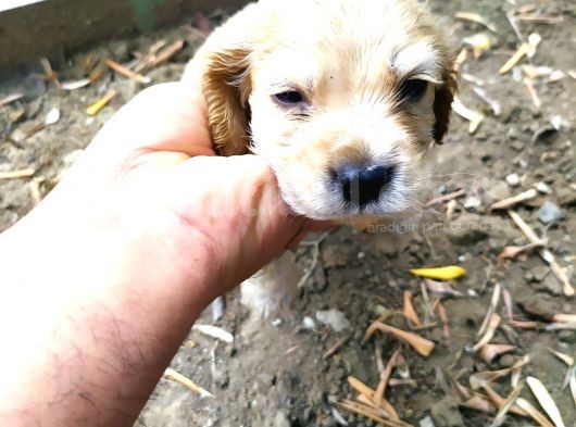 Maltese Terrier Ve American Cocker görsel