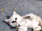 Scottish Fold Ve Straing Yavrular