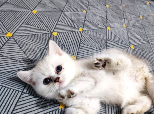 Scottish Fold Ve Straing Yavrular görsel