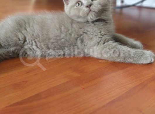British Shorthair görsel