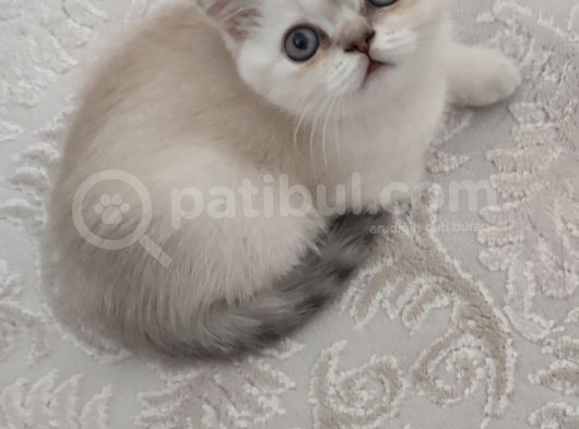 Pamuk Şekerler görsel