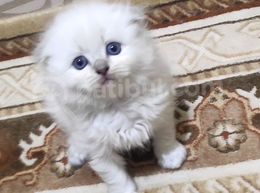 2 Aylik Scoti̇sh Ve Bri̇ti̇sh Yavrular görsel